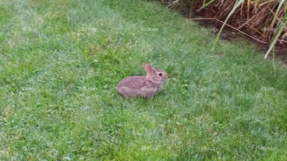 baby bunny