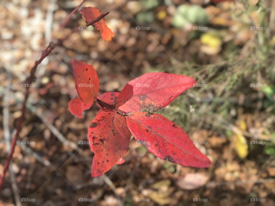 Red leaves accenting nature in the woods of South Georgia. 