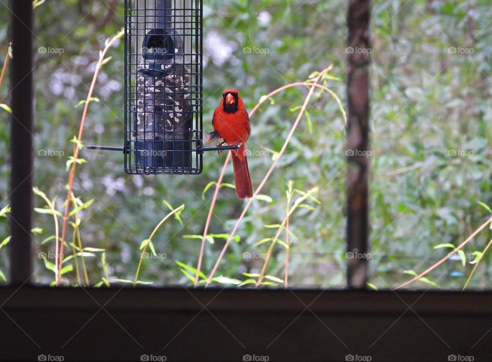 Male cardinal visiting the bird feeder through the window.
Framing the photo draws focus to the subject in the photo by blocking other parts of the image with something in the scene
