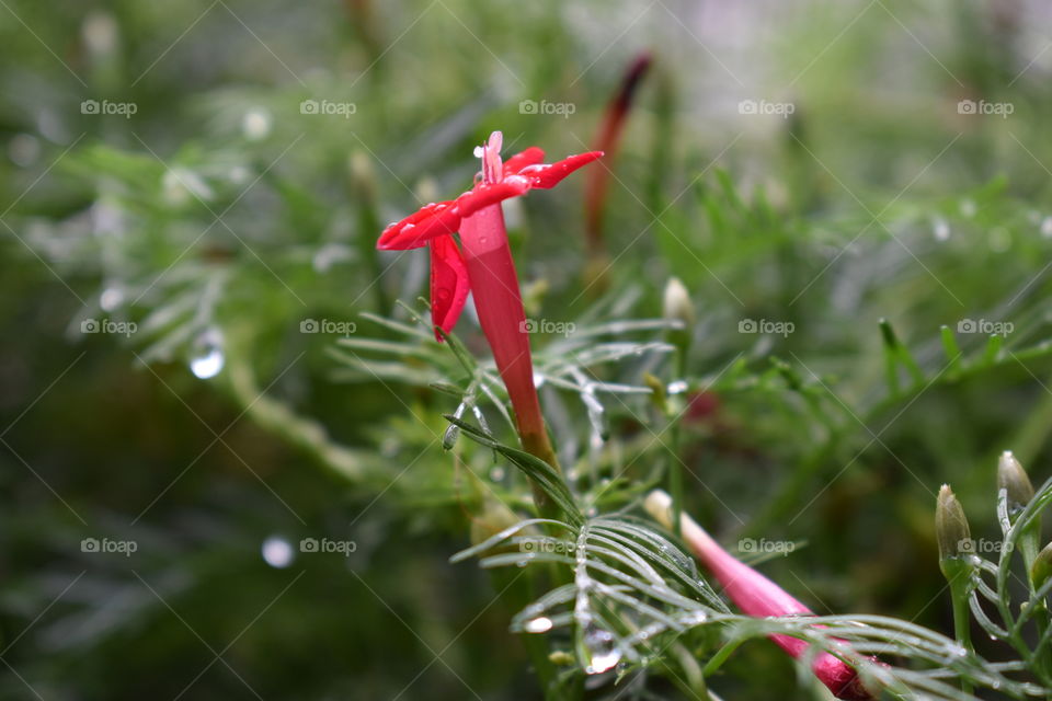 Red Flower filled with rain water