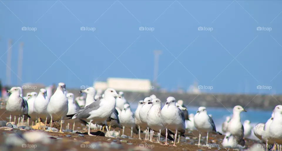 Birds