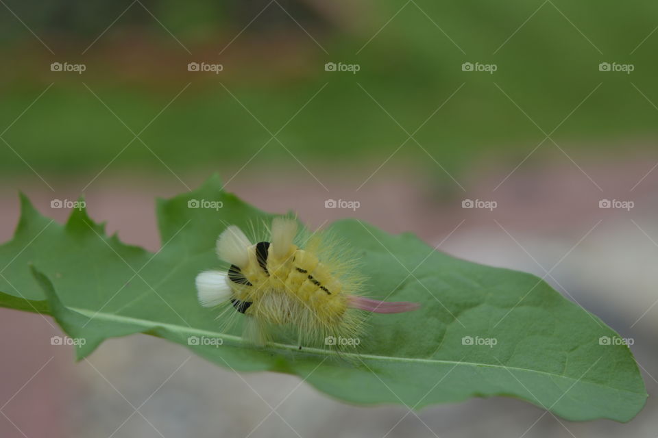 Nature, Leaf, No Person, Flora, Little