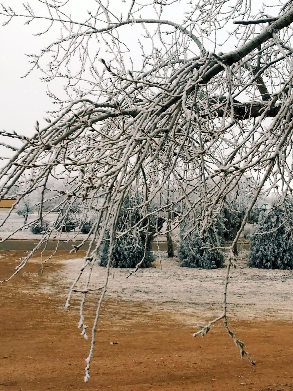 Tree Buds in Ice