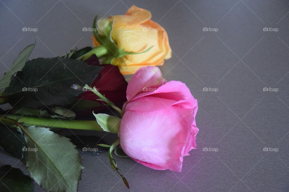 Colored roses on the table