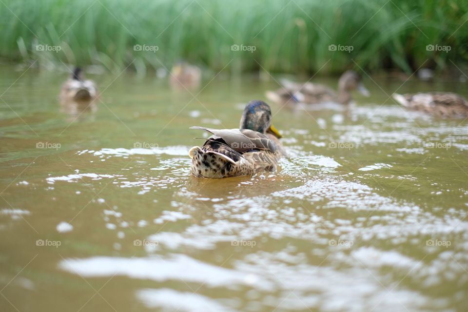 Mallard