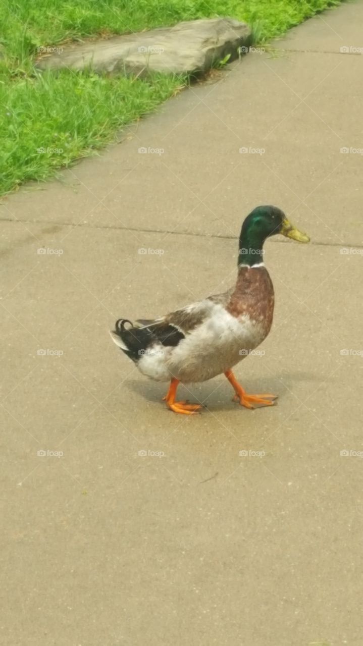 duck crossing