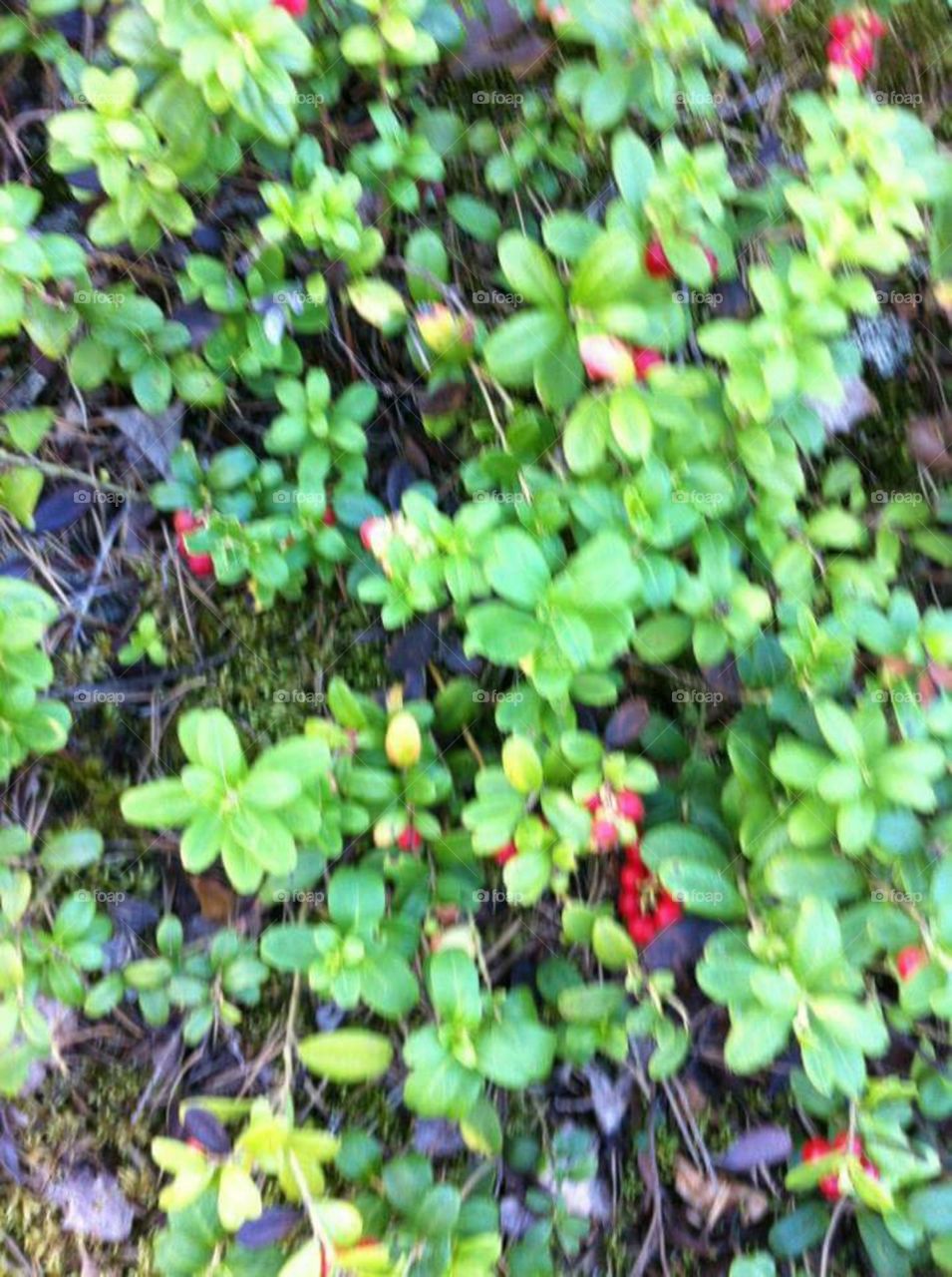 Leaf, Nature, Garden, Growth, Flora