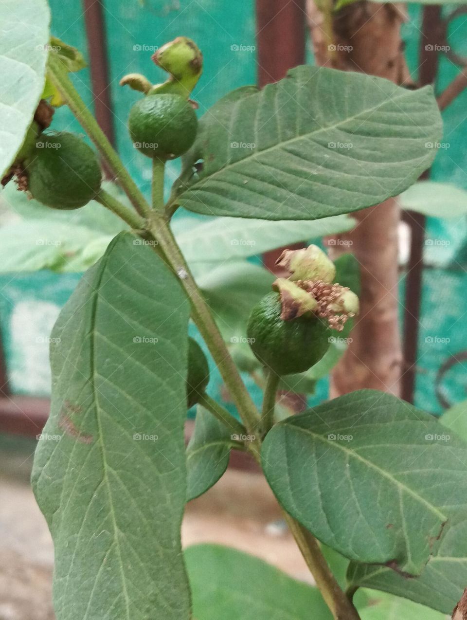 fruit with leaf