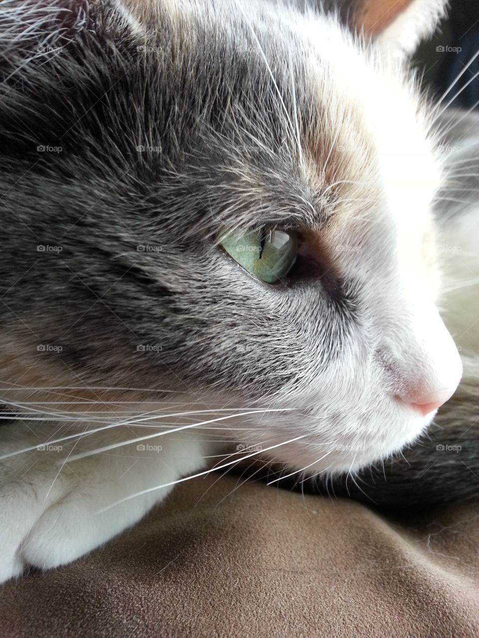 Muted calico cat close up.