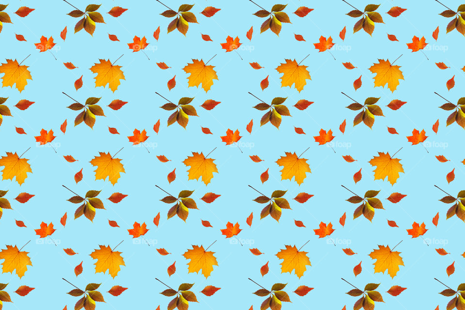 Autumn leaves seamless pattern, red an orange on blue
