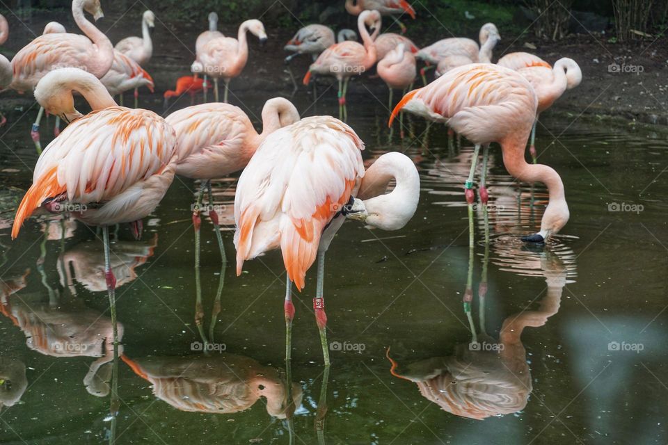 Beautiful Flamingos 🦩