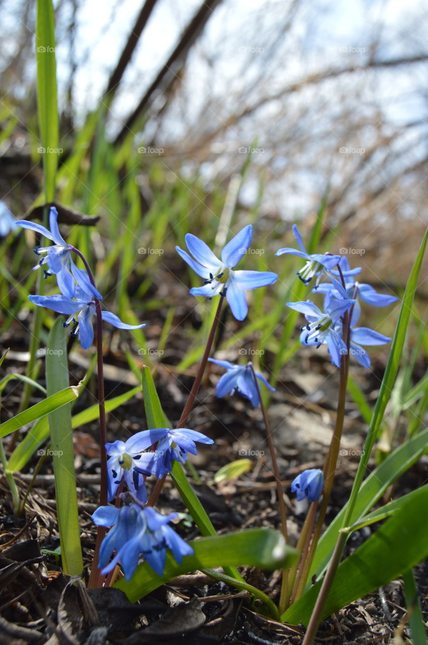 the first spring flowers