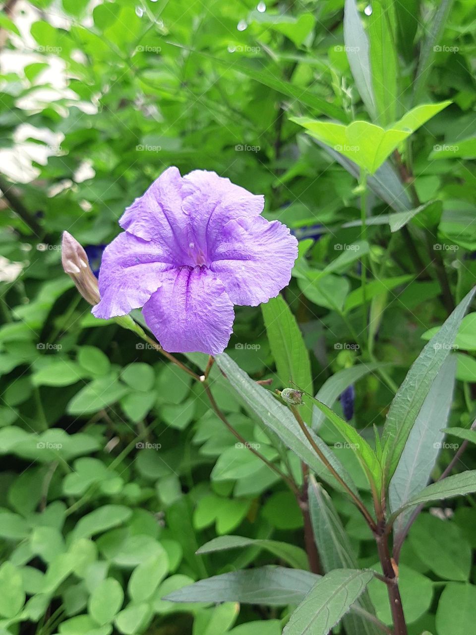 Close up beautiful color of ruellia flowers surrounded by green leaves in the garden