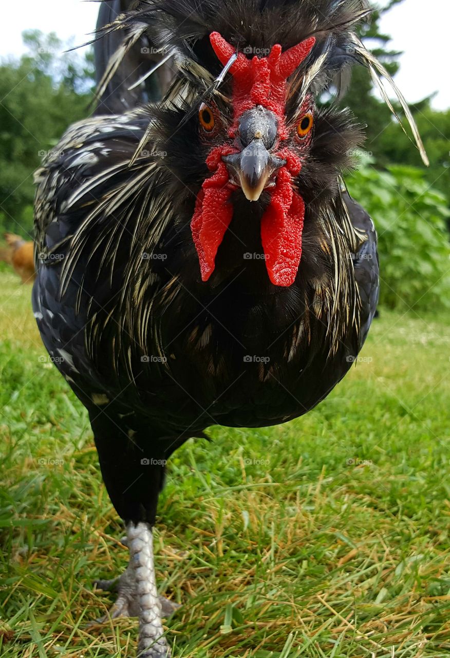 Extreme close-up of rooster on grass