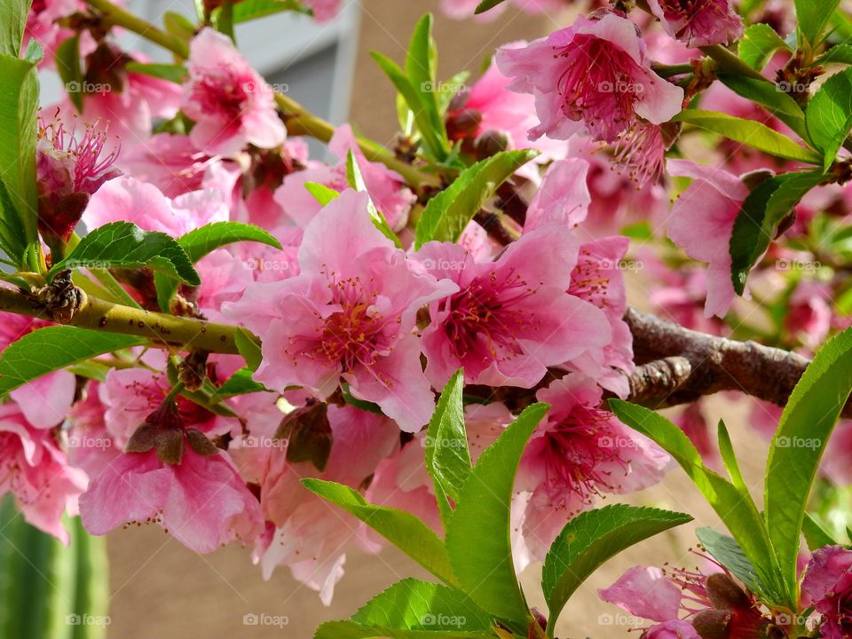 Pink nectarine flowers 