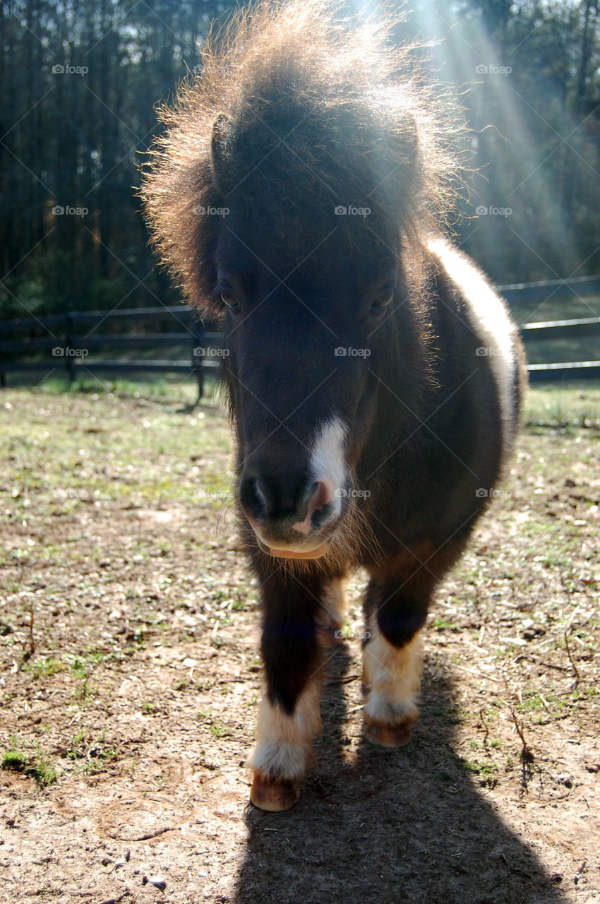 Mini horse 