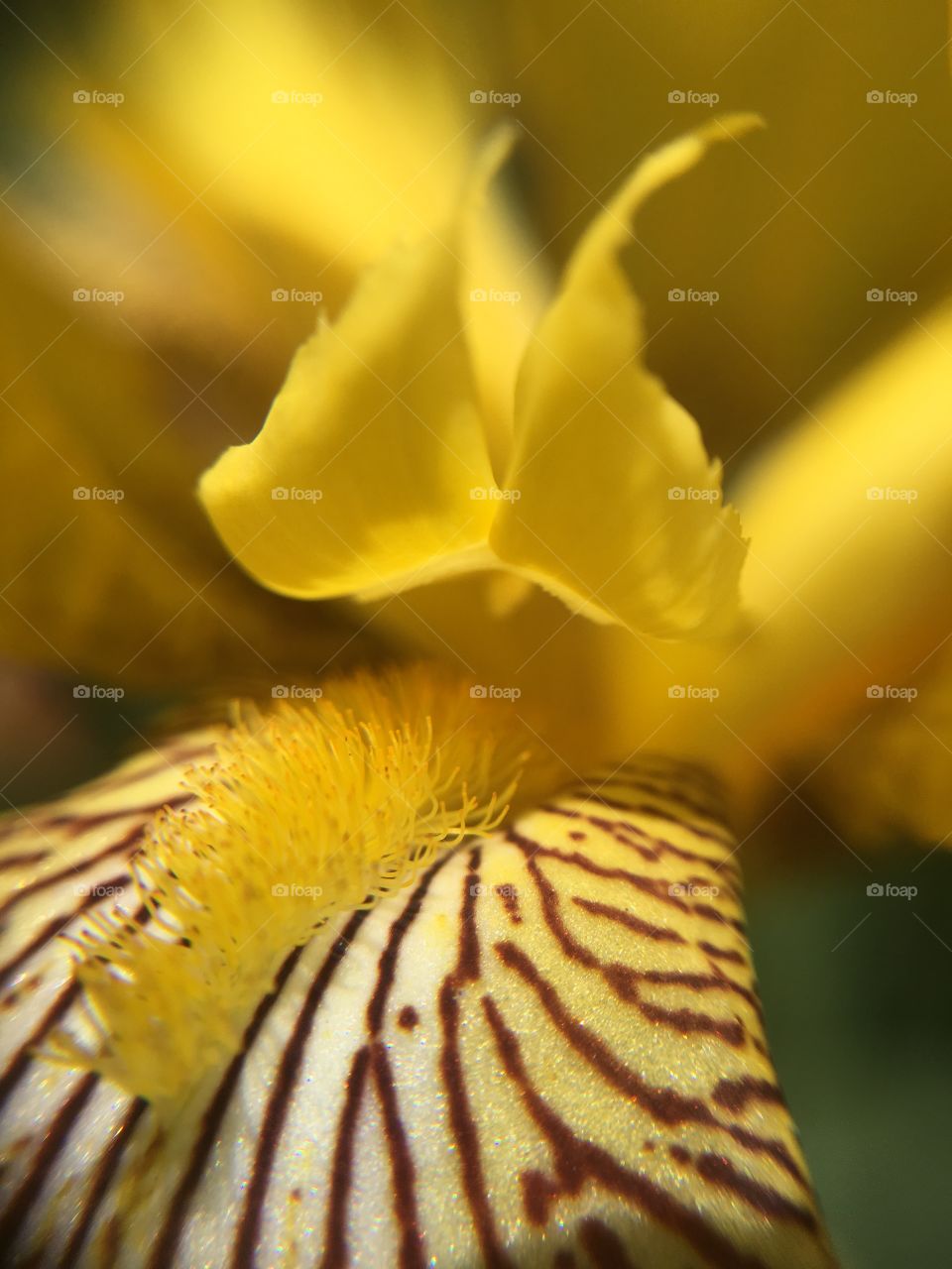 Yellow iris closeup