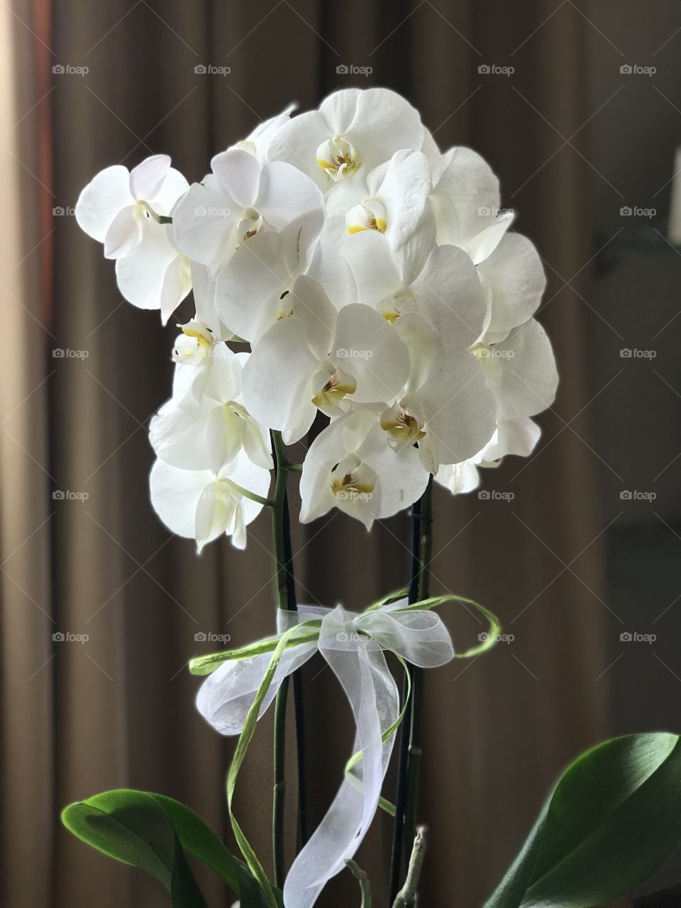 White orchid 