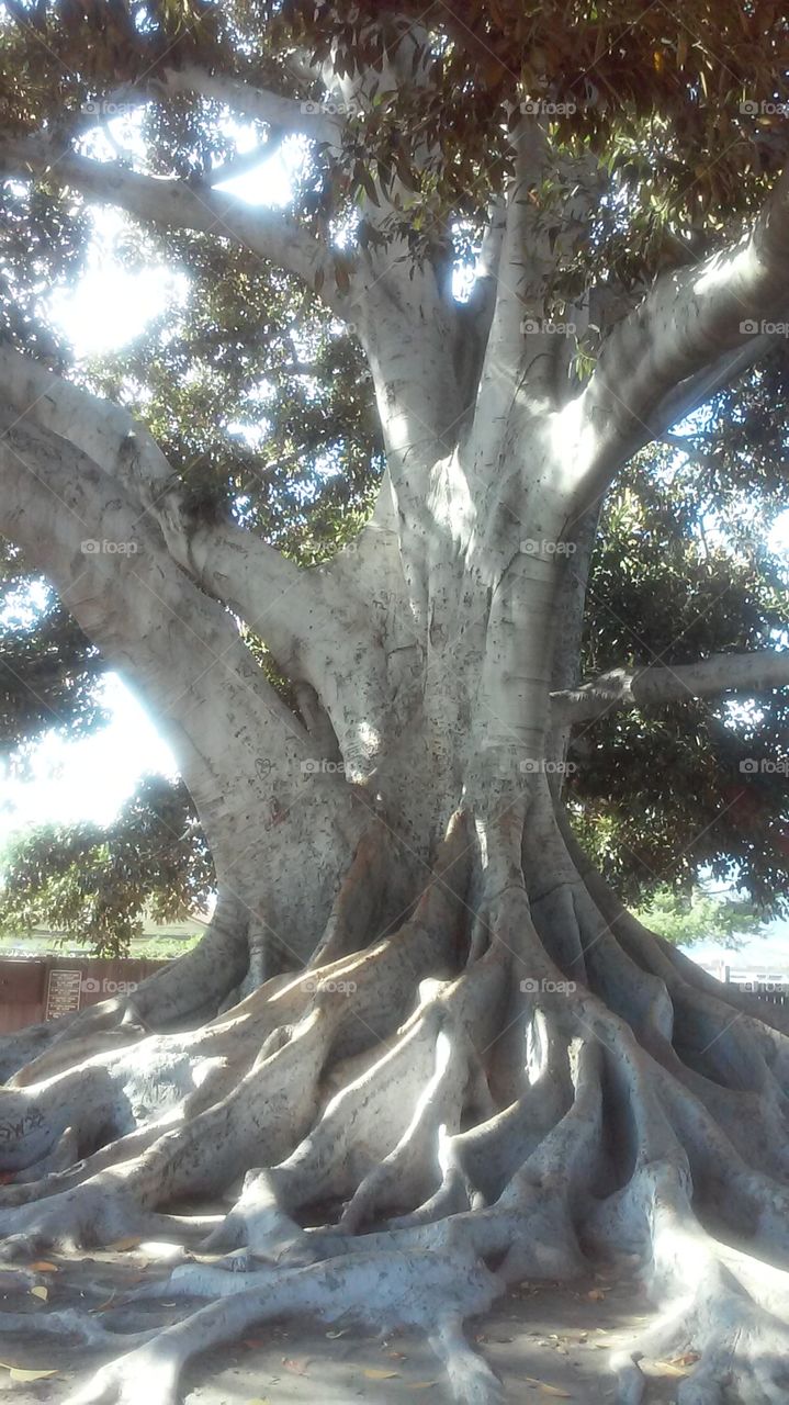 Australian Tree