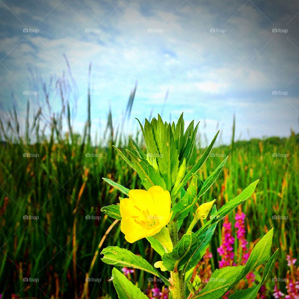 Close-up of a yellow flower