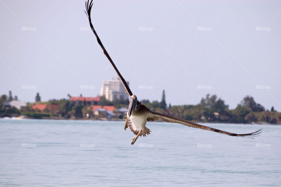 Pelican in flight lido key Florida