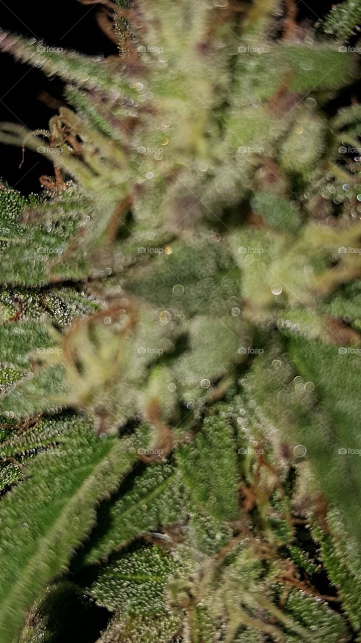 Nature, Tree, Needle, Flora, Cactus