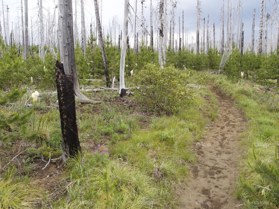 The Pacific Crest Trail near Oregon’s Santiam Pass winds through wild grasses and a forest of dead trees from a major forest fire on a stormy summer day. 