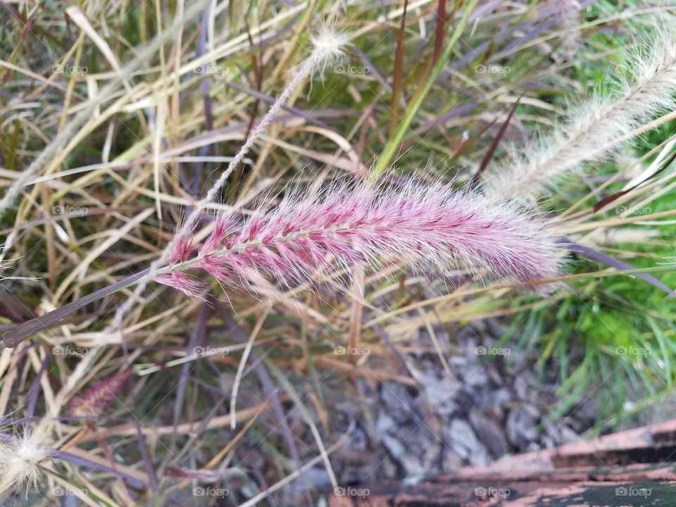 Red grass buds and seeds