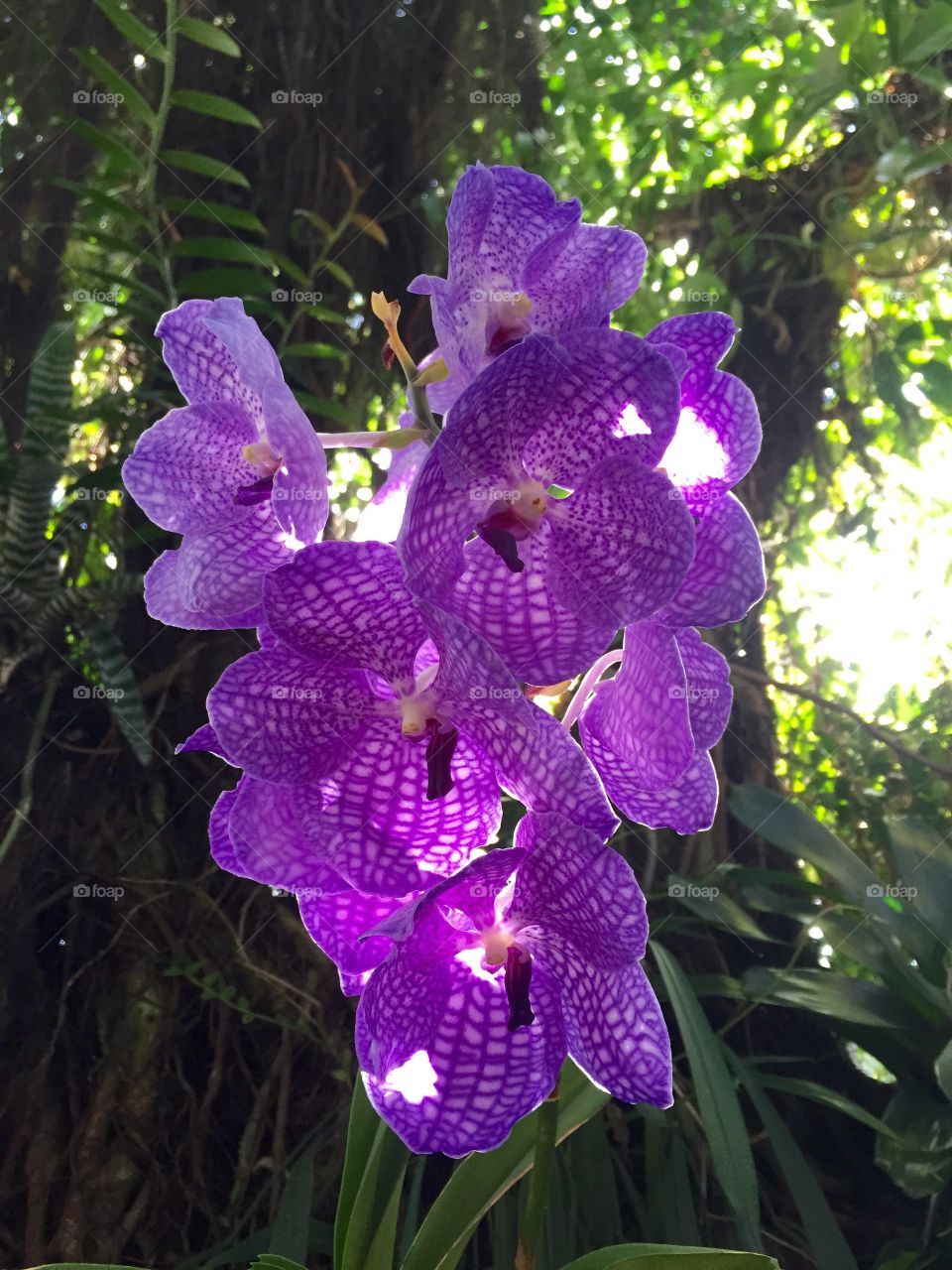 Orchids are a girls best friend