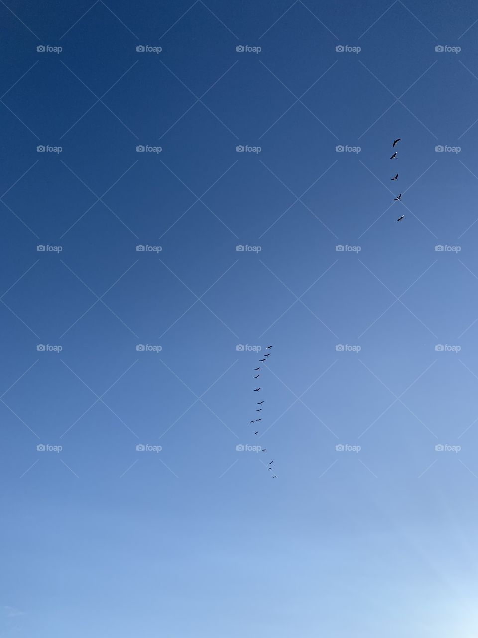 Birds in the sky flying