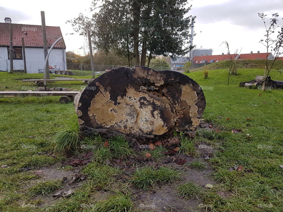 Landscape, No Person, Tree, Grass, Environment