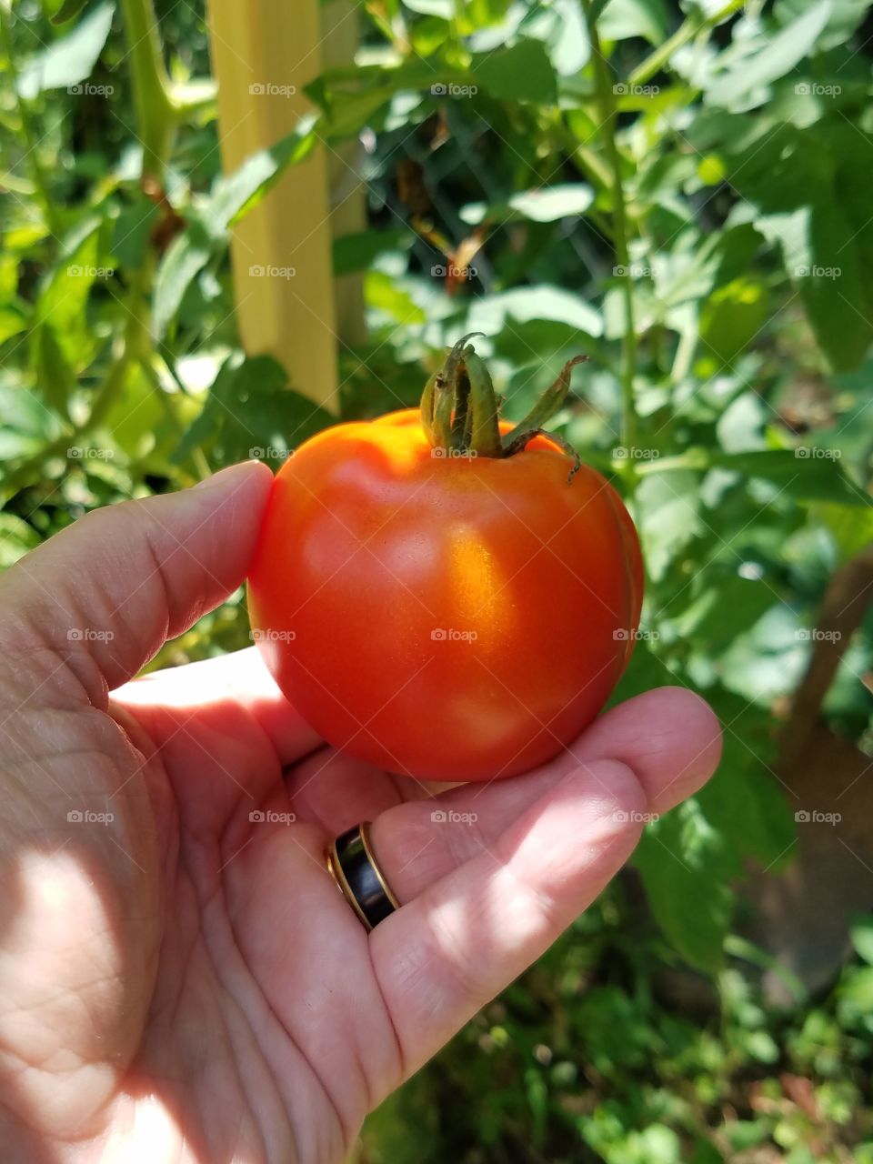 Fresh garden tomato