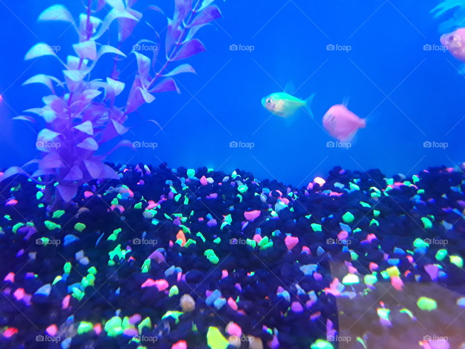 glow fish