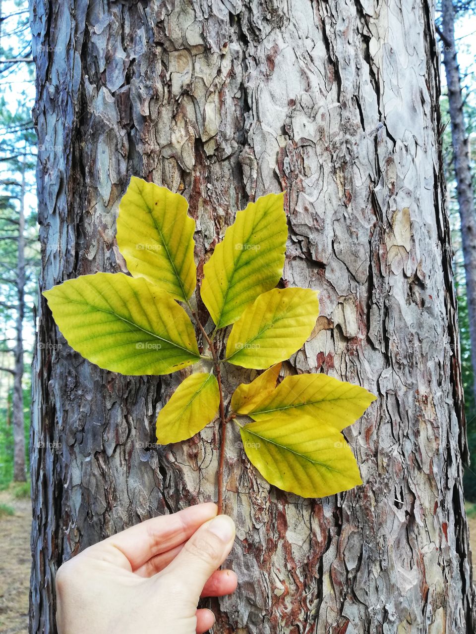 autumn leaves resting on a tree trunk