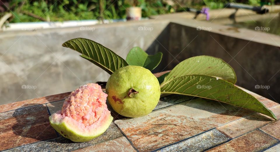 Freshly picked red guava