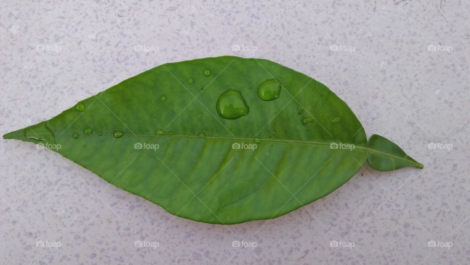 Rain drops on green leaf.