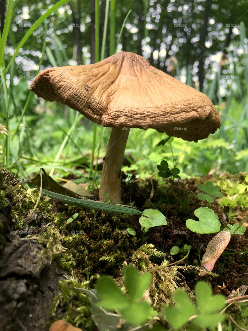 A variety of gilled mushroom