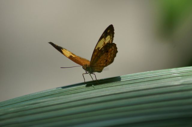 butterflie
