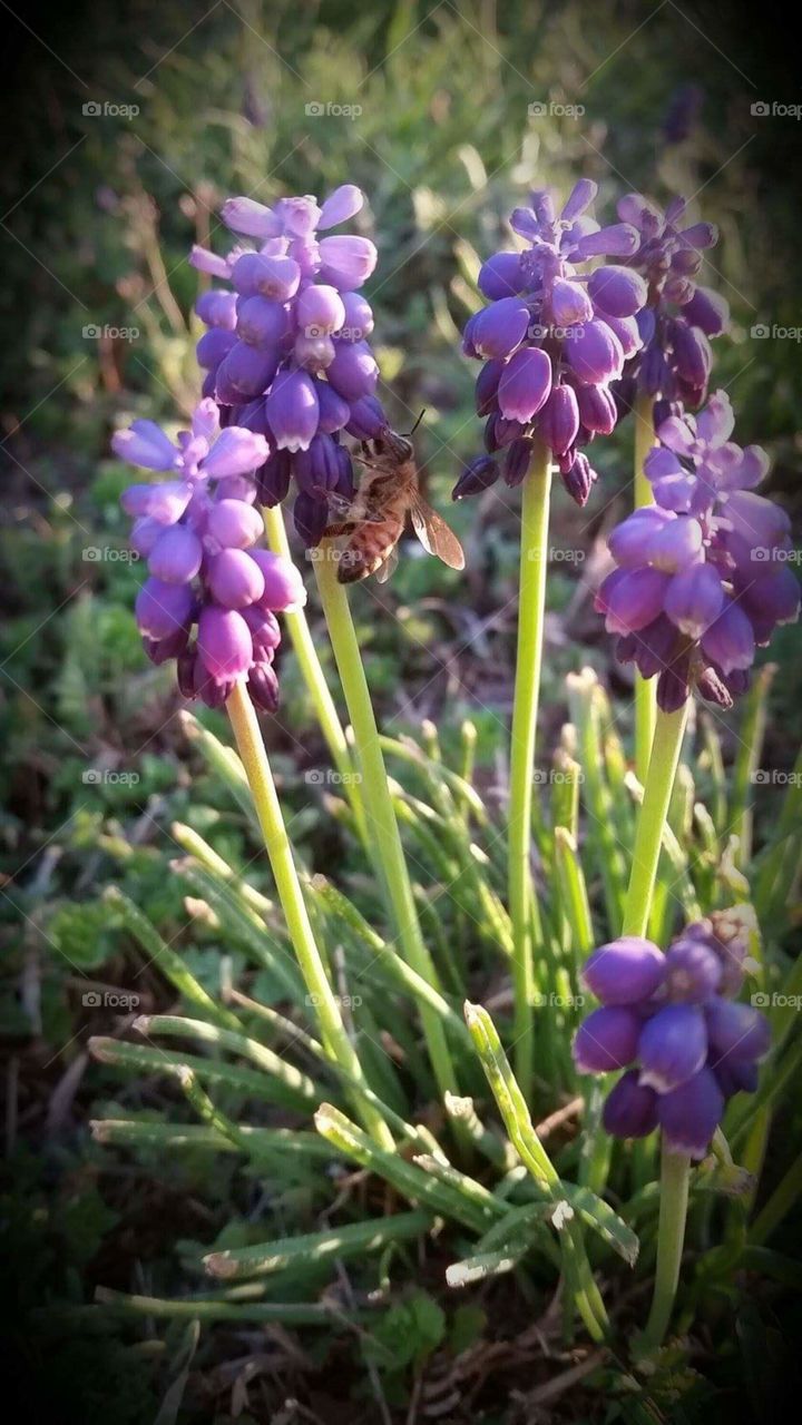 Flower. Bridgeport Lake Tx