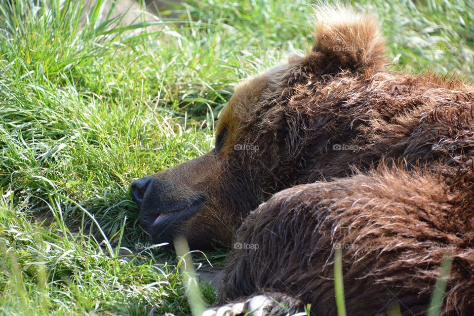 Sleeping brown bear