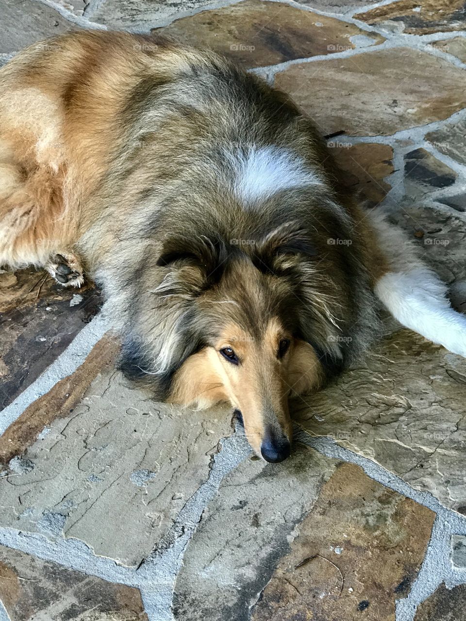 Collie camouflage 