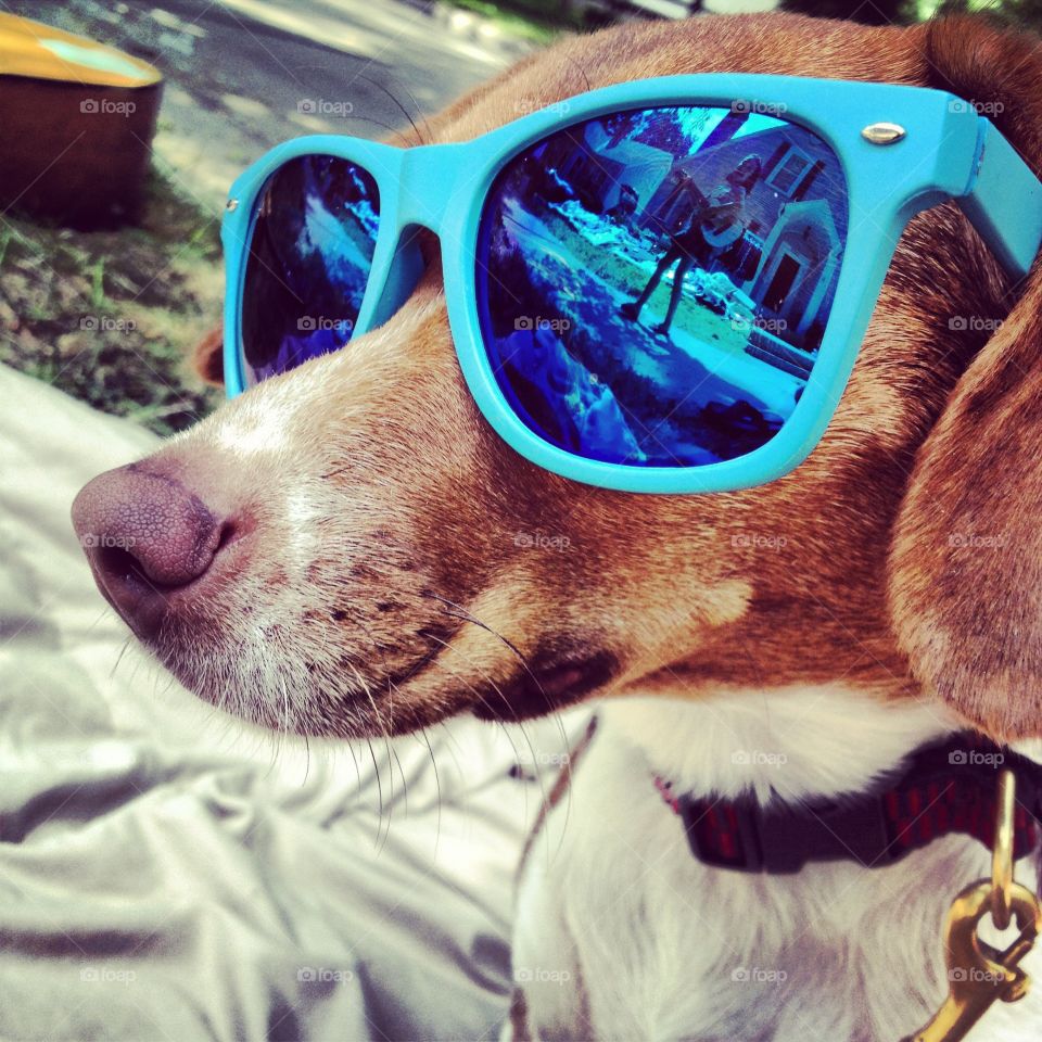 Our dog "pixie", relaxing in the summer heat with some shades.