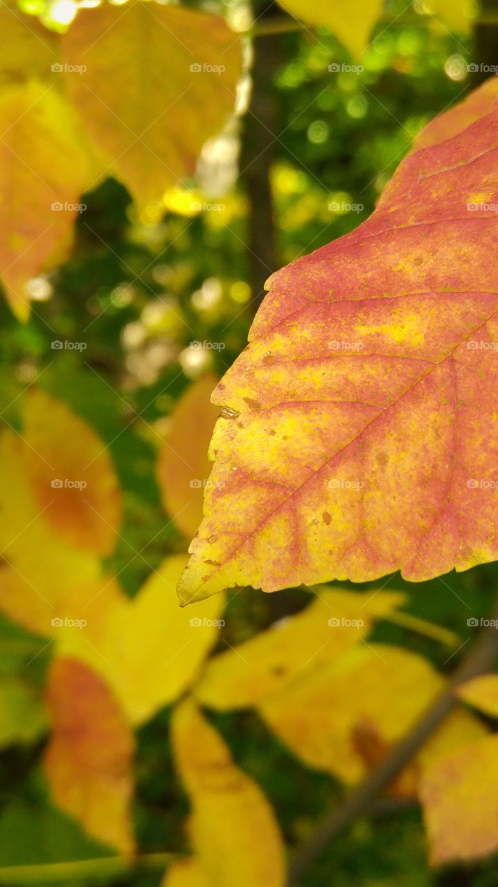 Autumn leaf in the forest
