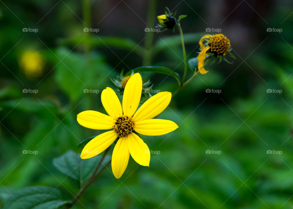 yellow flower with green backgrond