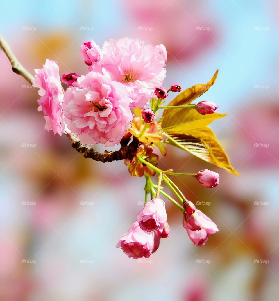 Sakura tree blossom 🌸