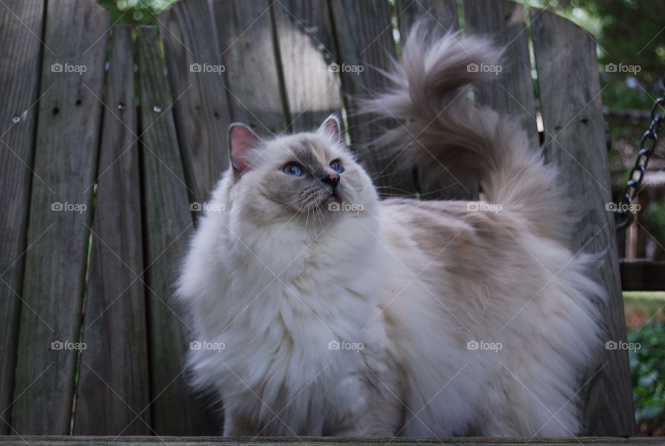  Ragdoll cat