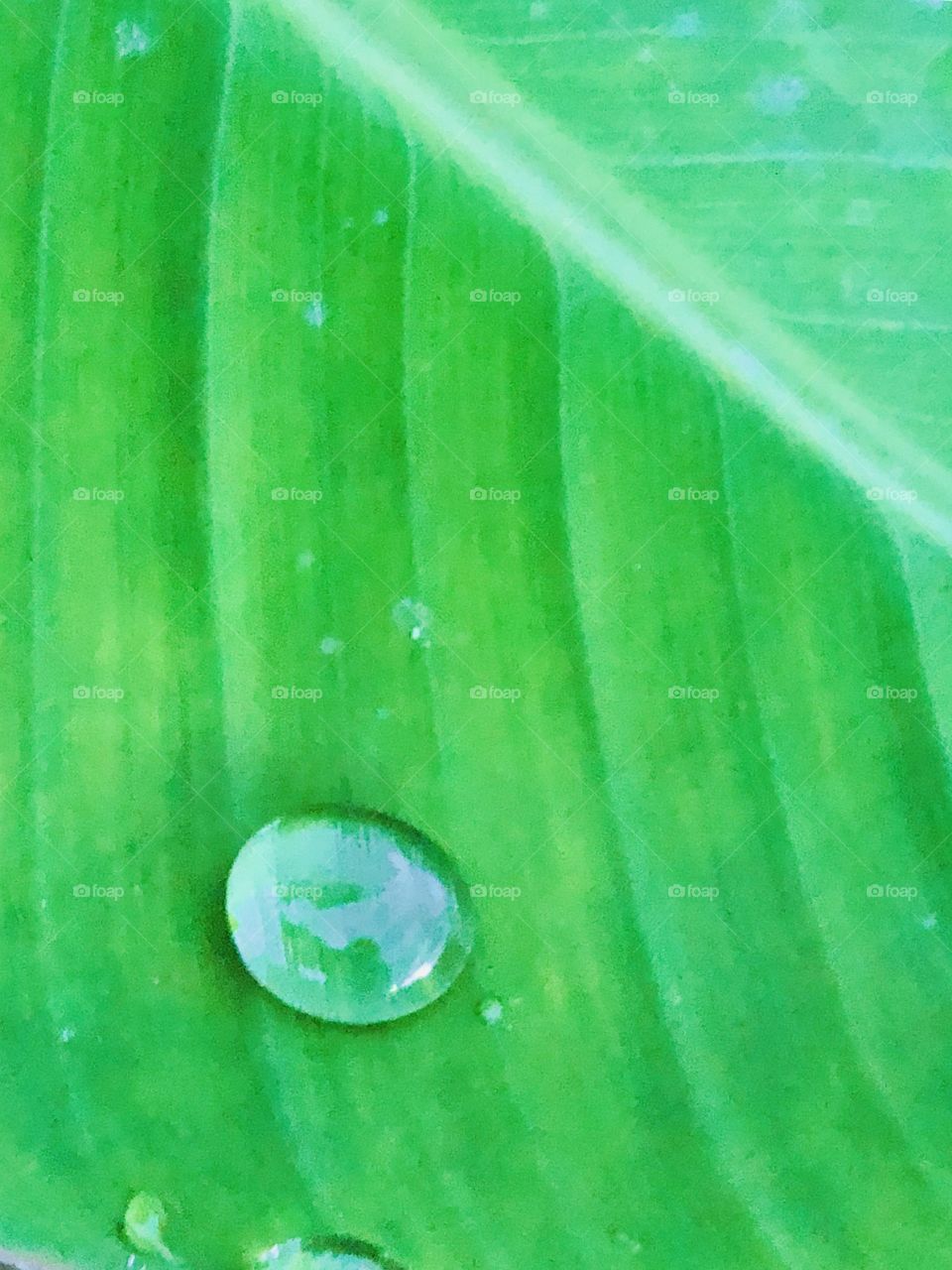 Droplet from the rain on a green closeup banana leaf. 