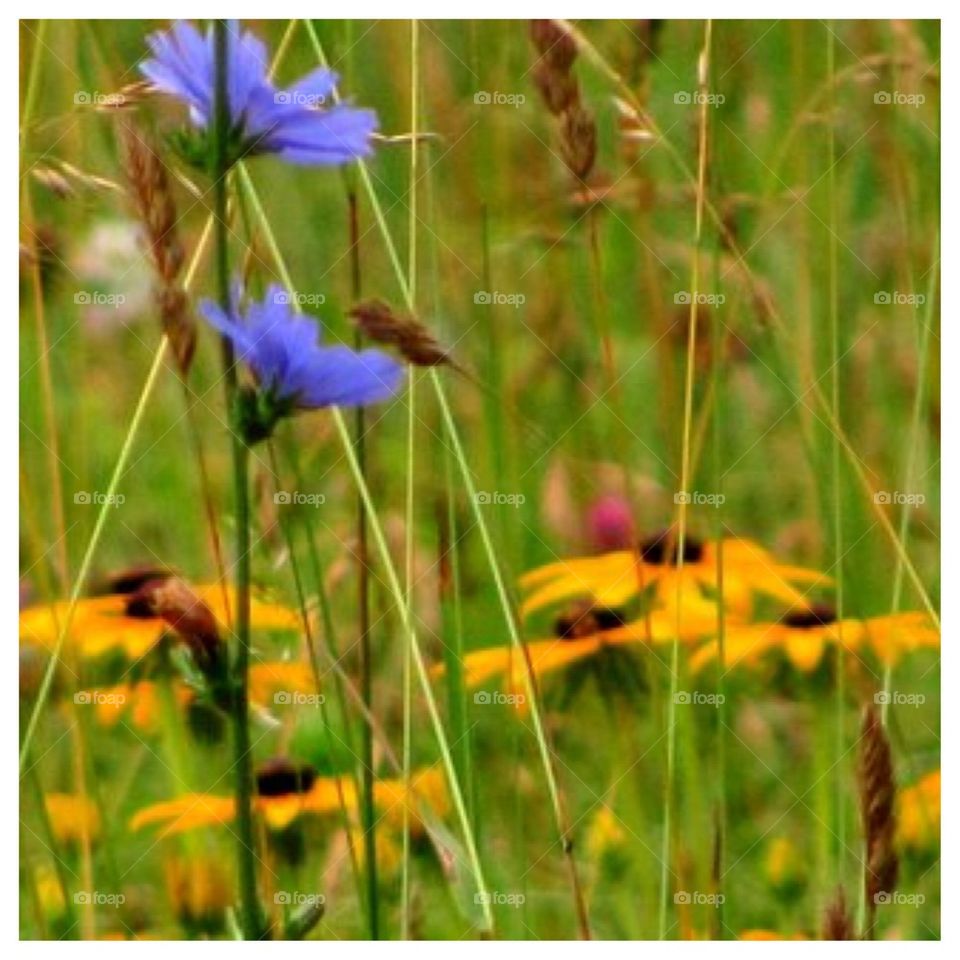 Wild flowers