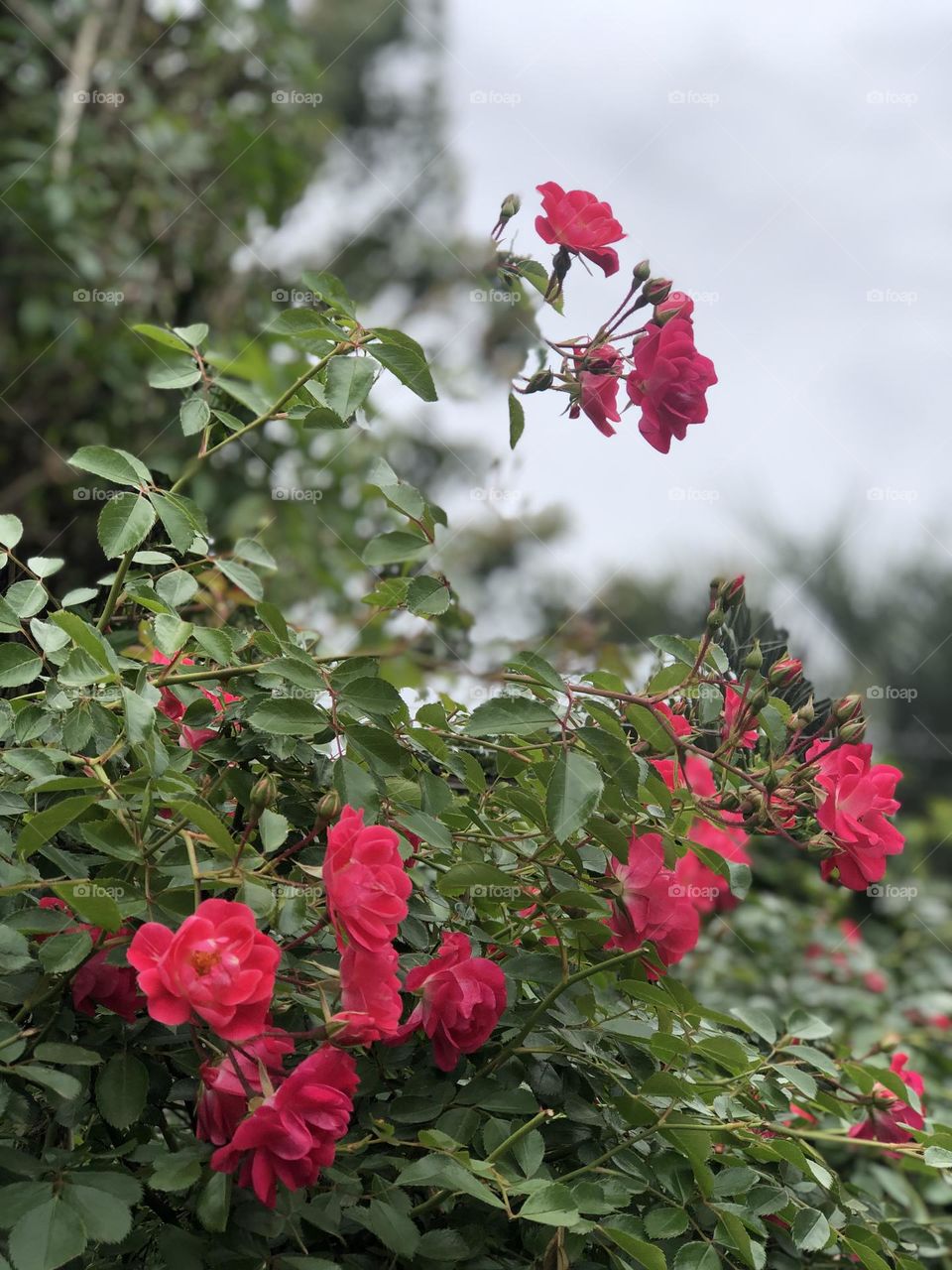 Fondo Fondos Verde Rosas Flores