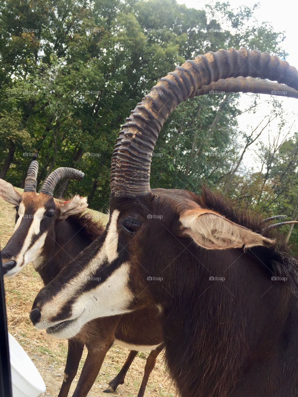 Horned Antelope at Safari Park